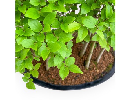 Celtis Australis - Bagolaro - 43 cm