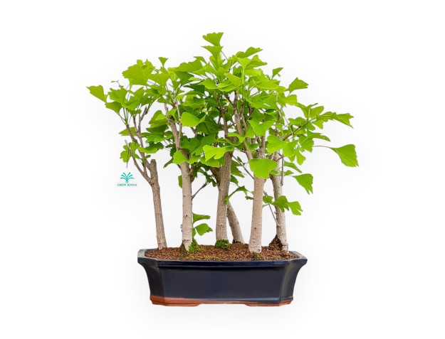 Ginkgo Biloba - 50 cm
