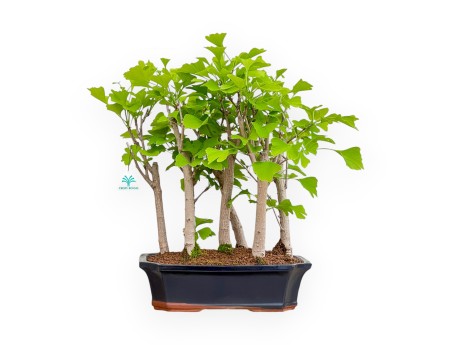 Ginkgo Biloba - 50 cm