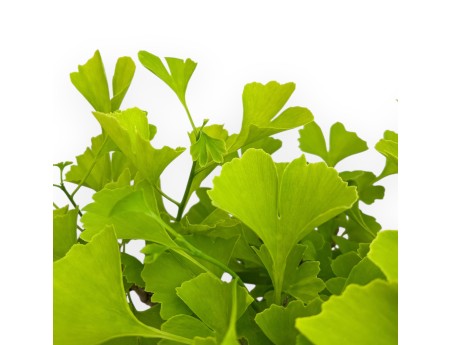 Ginkgo Biloba - 50 cm