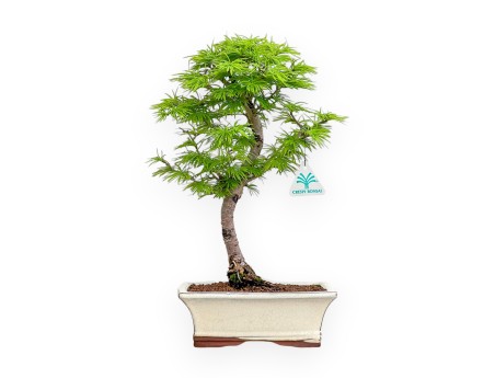 Pseudolarix - Larch - 39 cm