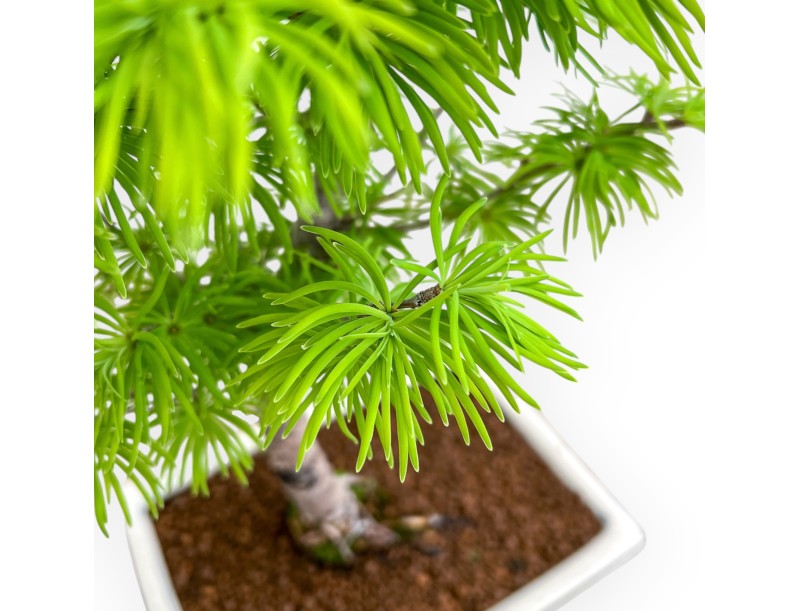Pseudolarix - Larch - 39 cm