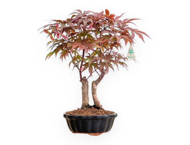 Acer Palmatum Nomura - Ahorne - 35 cm