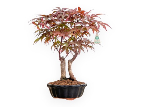 Acer Palmatum Nomura - Arce - 35 cm