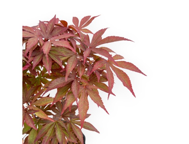 Acer Palmatum Nomura - Maple - 35 cm 2