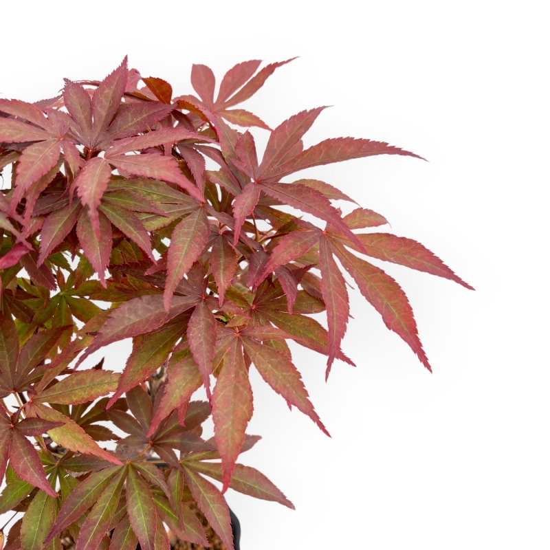 Acer Palmatum Nomura - Ahorne - 35 cm