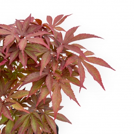 Acer Palmatum Nomura - Érable - 35 cm