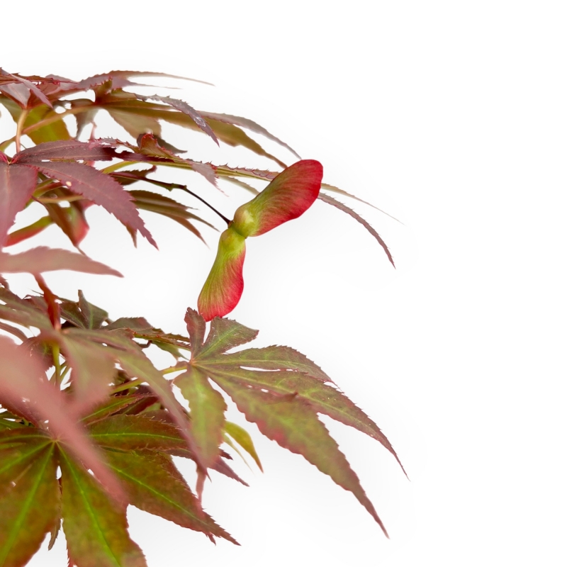 Acer Palmatum Nomura - Ahorne - 35 cm