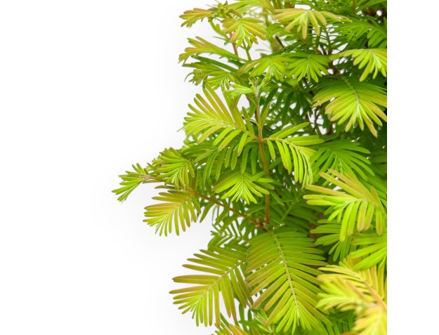 Metasequoia - 54 cm 2