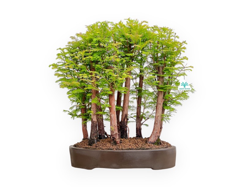 Metasequoia - 54 cm