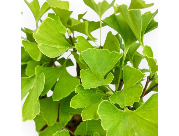 Ginkgo Biloba - 42 cm 2