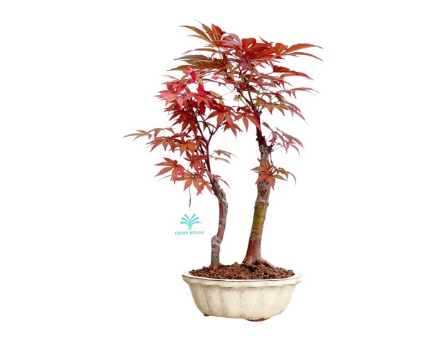 Acer Palmatum Nomura - Maple - 35 cm