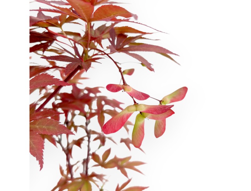 Acer Palmatum Nomura - Ahorne - 35 cm