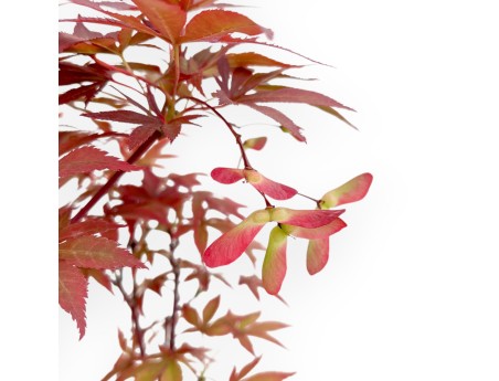 Acer Palmatum Nomura - Acero - 35 cm