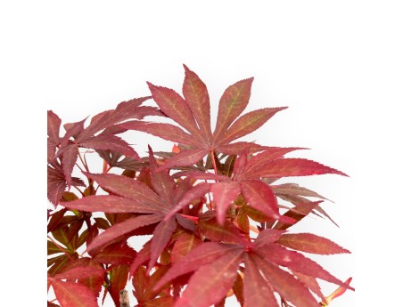 Acer Palmatum Nomura - Ahorne - 35 cm