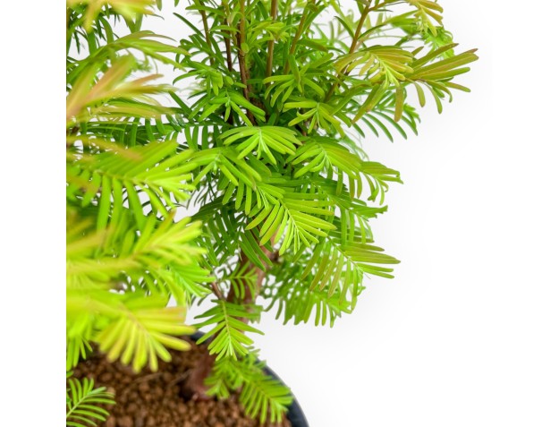 Metasequoia - 37 cm 2