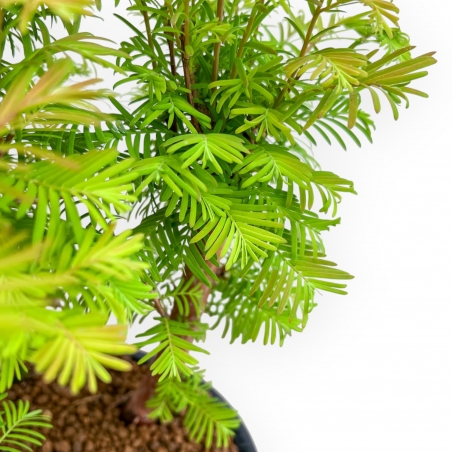 Metasequoia - 37 cm