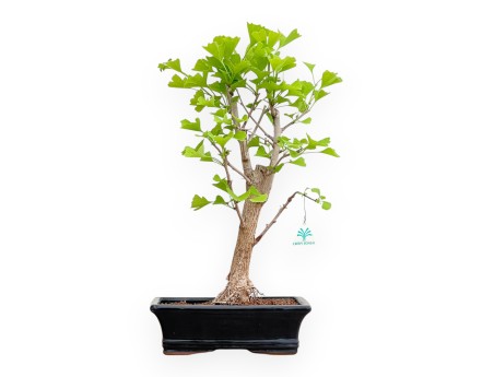 Ginkgo biloba - 53 cm