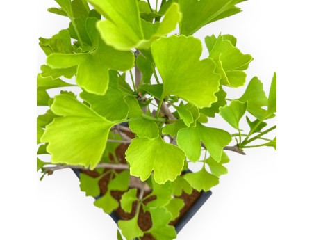 Ginkgo biloba - 53 cm