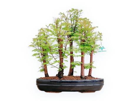 Metasequoia - 40 cm