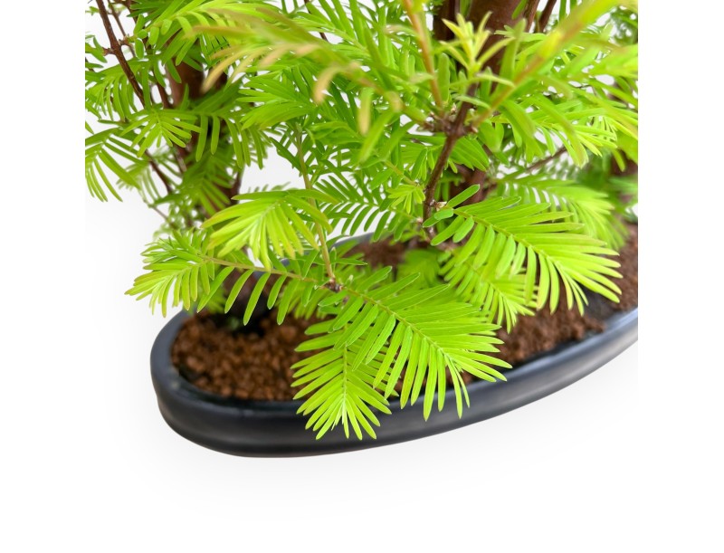 Metasequoia - 40 cm