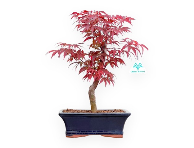 Acer Palmatum Nomura - Maple - 39 cm