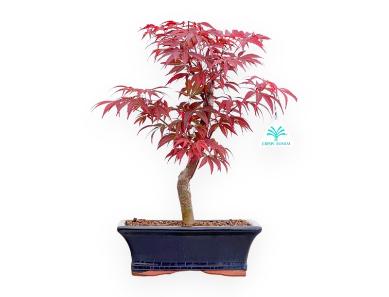 Acer Palmatum Nomura - Esdoorn - 39 cm