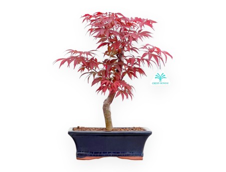 Acer Palmatum Nomura - Arce - 39 cm