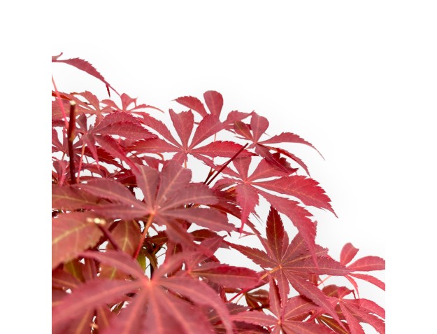 Acer Palmatum Nomura - Ahorne - 39 cm 2