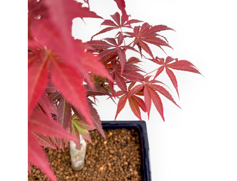 Acer Palmatum Nomura - Ahorne - 39 cm