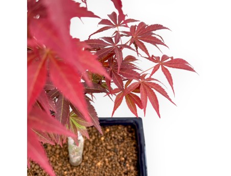 Acer Palmatum Nomura - Ahorne - 39 cm