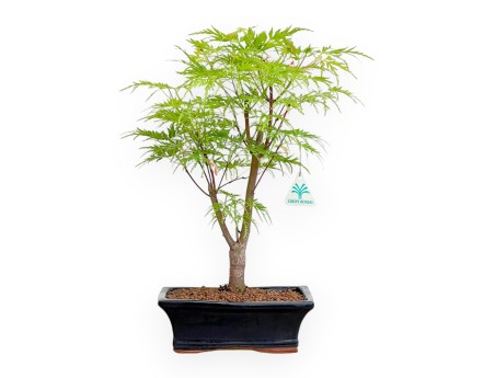 Acer Palmatum Dissectum - Maple - 42 cm