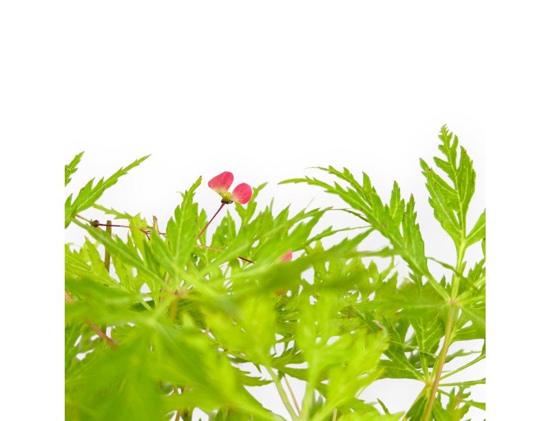 Acer Palmatum Dissectum - Arce - 42 cm