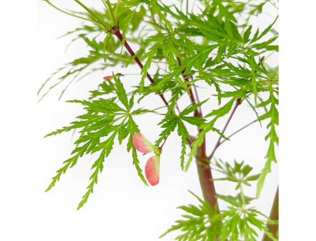Acer Palmatum Dissectum - Arce - 42 cm 2