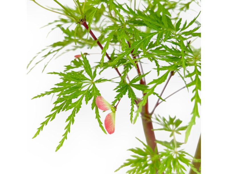Acer Palmatum Dissectum - Esdoorn - 42 cm
