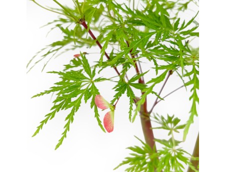 Acer Palmatum Dissectum - Acero - 42 cm