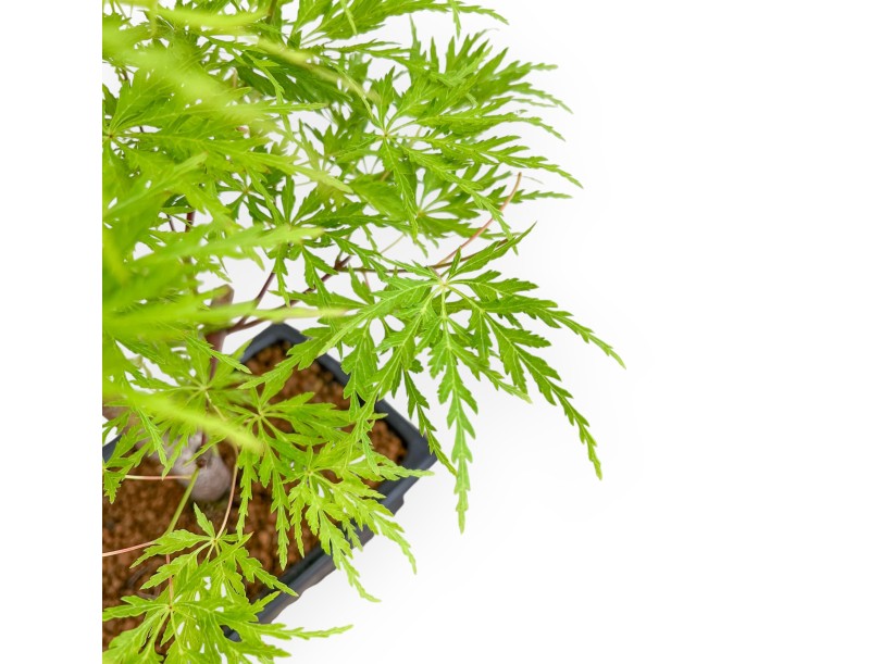 Acer Palmatum Dissectum - Érable - 42 cm