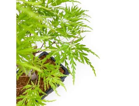 Acer Palmatum Dissectum - Ahorne - 42 cm