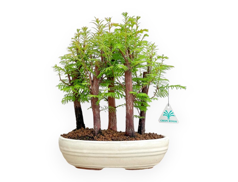 Metasequoia - 33 cm