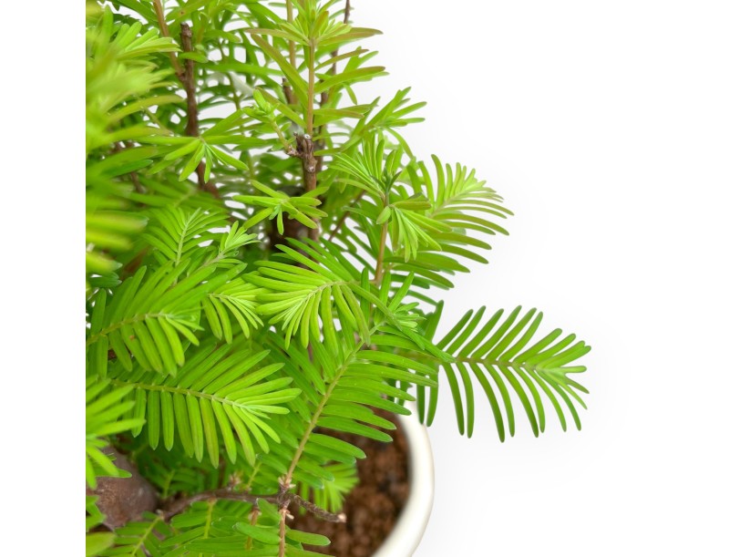 Metasequoia - 33 cm