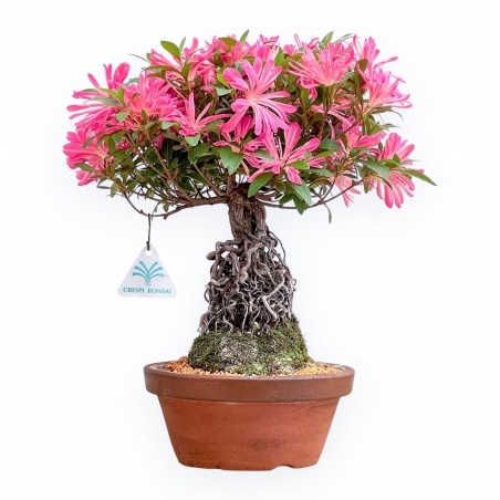 Rhododendron Indicum Hanabin - Azalea - 39 cm