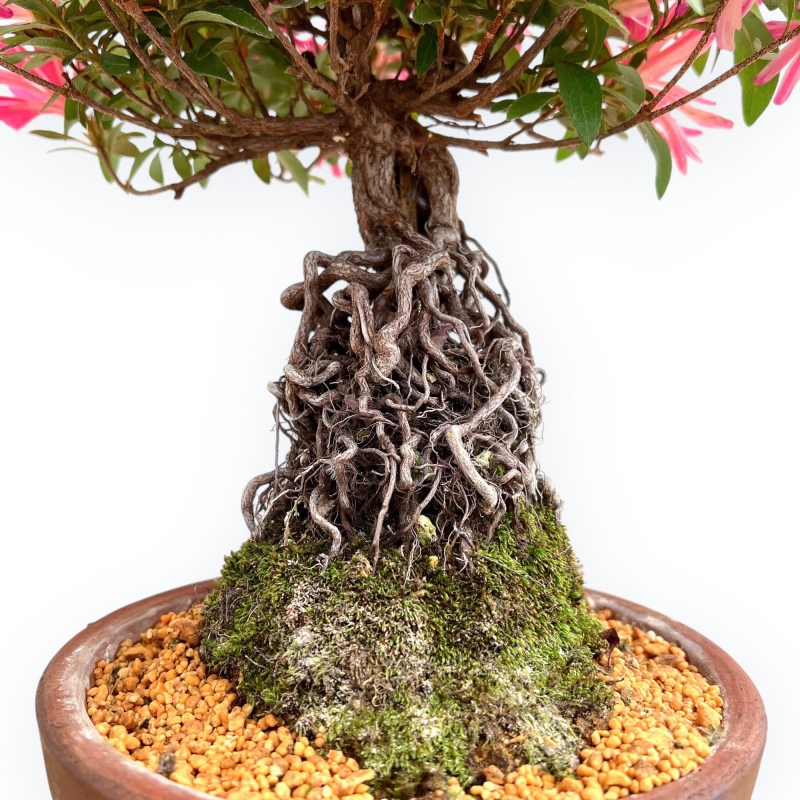 Rhododendron Indicum Hanabin - Azalée - 39 cm