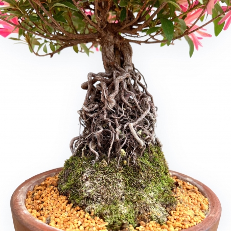 Rhododendron Indicum Hanabin - Azalée - 39 cm