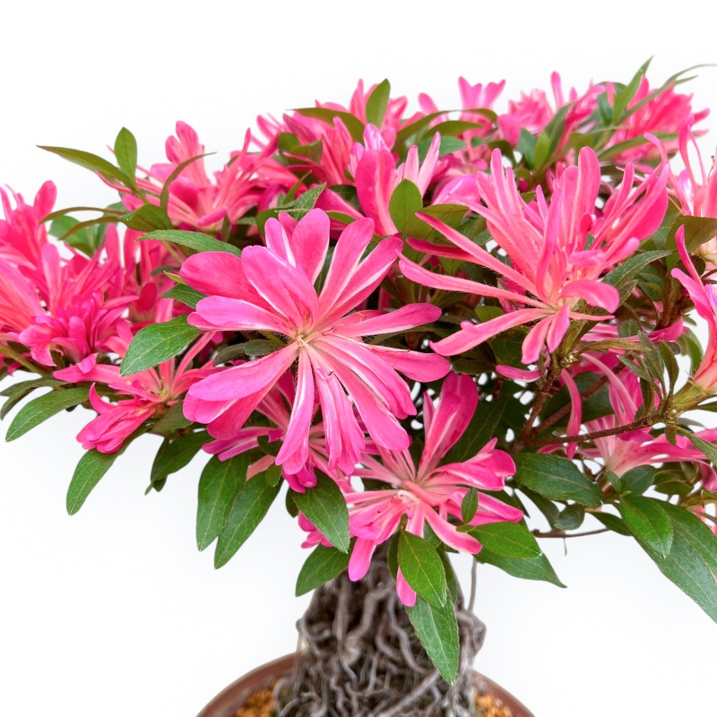 Rhododendron Indicum Hanabin - Azalée - 39 cm