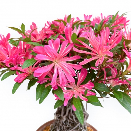 Rhododendron Indicum Hanabin - Azalée - 39 cm