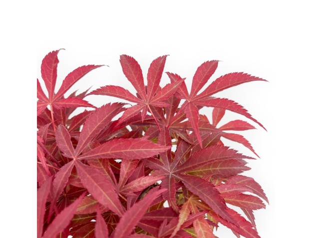 Acer Palmatum Nomura - Acero - 36 cm 2