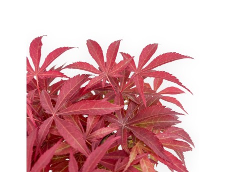 Acer Palmatum Nomura - Maple - 36 cm