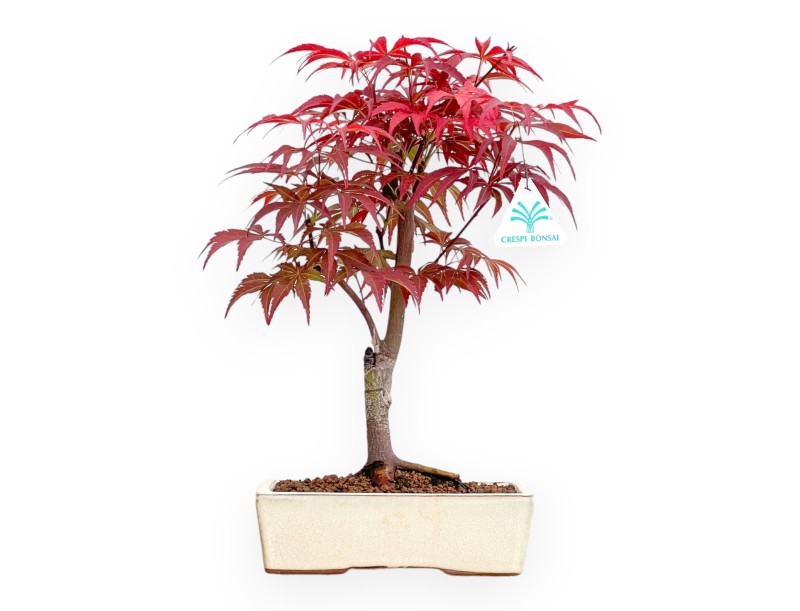 Acer Palmatum Nomura - Maple - 36 cm