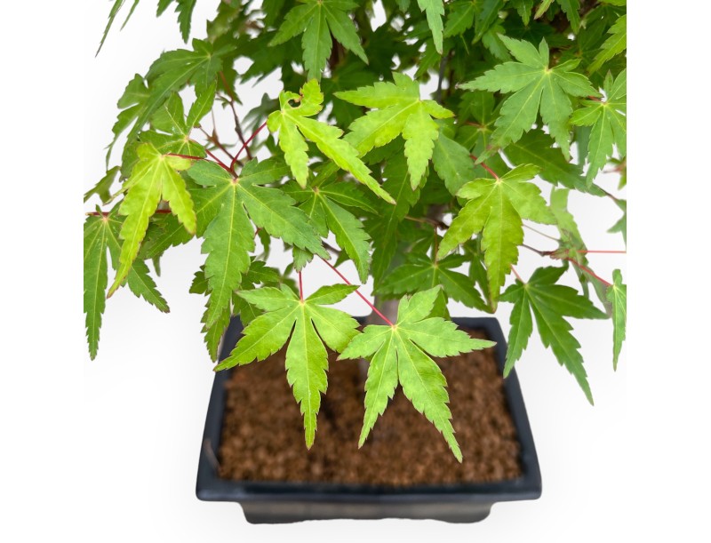 Acer Palmatum Viridis - Maple - 41 cm