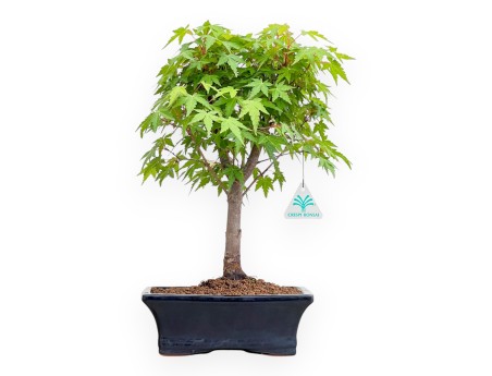 Acer Palmatum Viridis - Maple - 41 cm